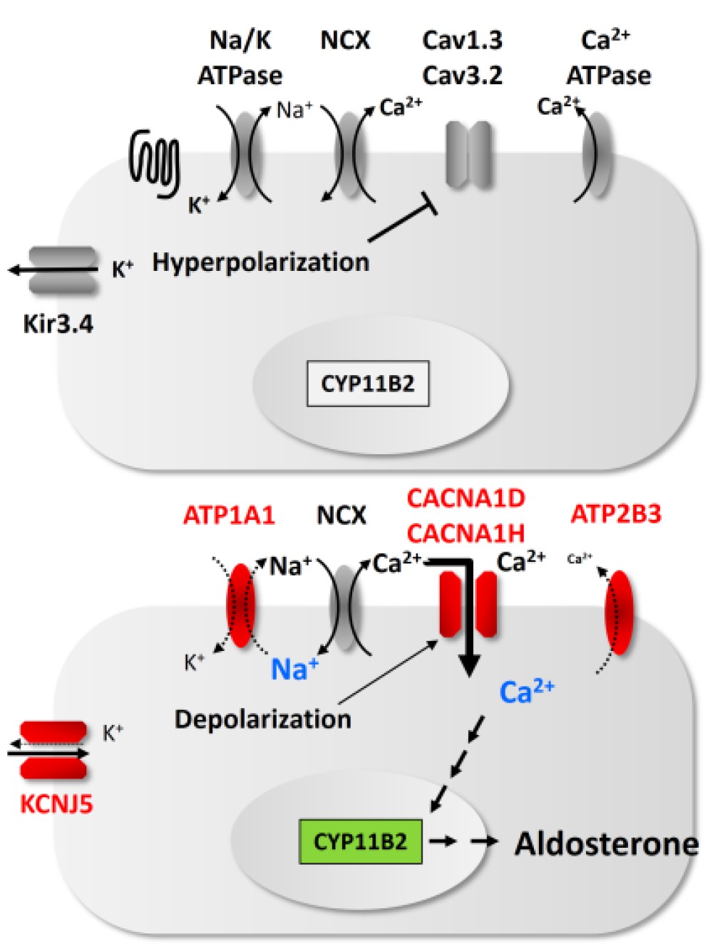 WP1-Aldpic1